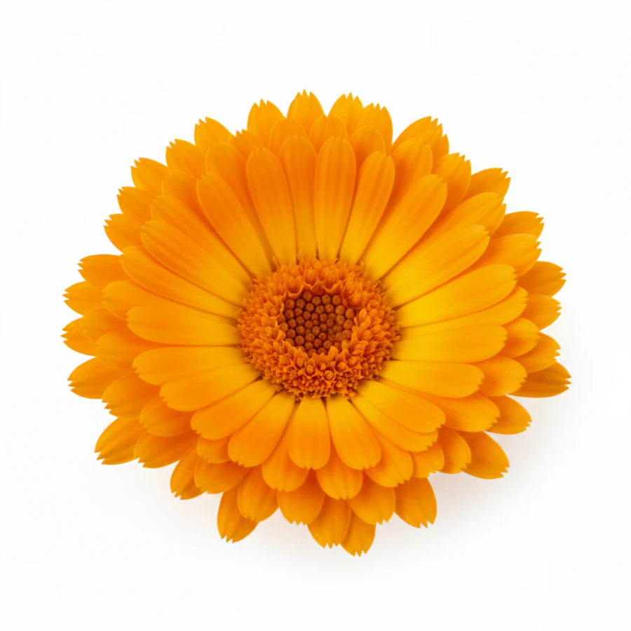 Calendula
